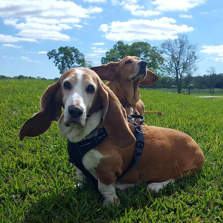 Reba and Copper