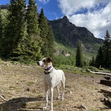 Entry image for Gracie