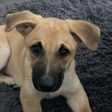 Entry image for Sherman