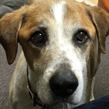 Entry image for Tank