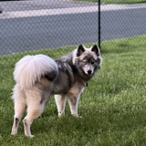 Entry image for Koda