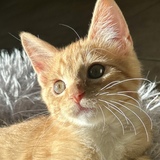 Entry image for Mac ( as in cheese)