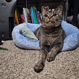 Entry image for Momo