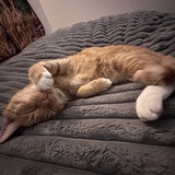 Entry image for Ginger