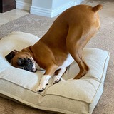 Entry image for Joey