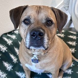 Entry image for Lion Harvey