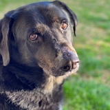 Entry image for Flynn