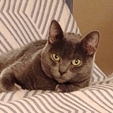 Entry image for Pizza