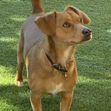 Entry image for Rusty Sparks