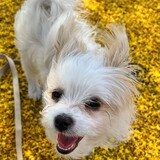 Entry image for Belle