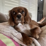 Entry image for Finnegan