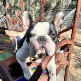 Entry image for Louie