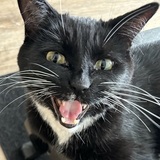 Entry image for Onyx