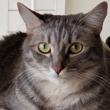 Entry image for Gracie