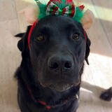 Entry image for Bear