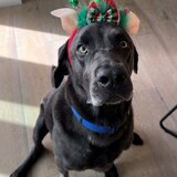 Entry image for Dusty