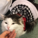 Entry image for MeMow