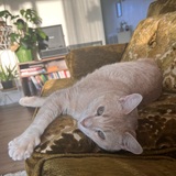 Entry image for Sony Vx1000