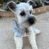 Entry image for Poppy