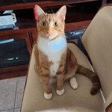 Entry image for Chester