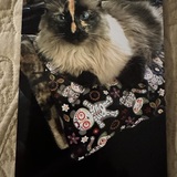 Entry image for Ginger