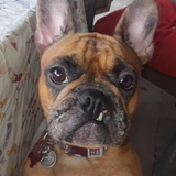 Entry image for Prudence 