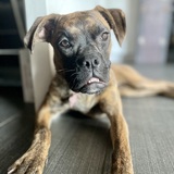 Entry image for Luna