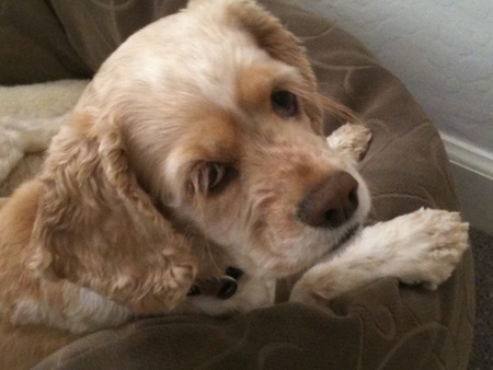 Entry image for Alex. Clicking this image will show a larger photo