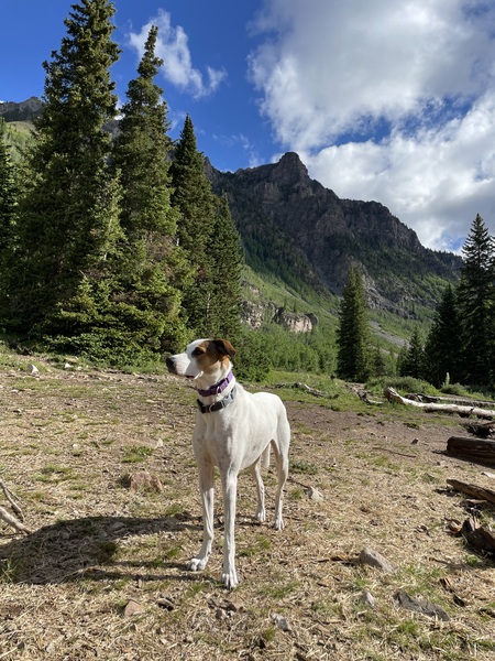 Entry image for Gracie. Clicking this image will show a larger photo