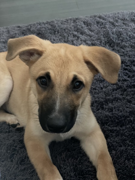 Entry image for Sherman. Clicking this image will show a larger photo