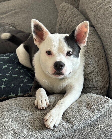 Entry image for Jasper  Wayne Wahl. Clicking this image will show a larger photo