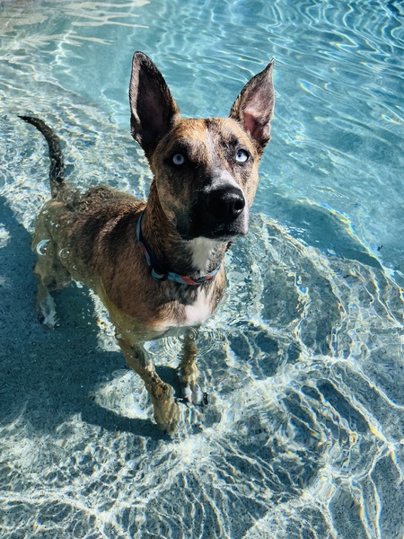 Entry image for Kona. Clicking this image will show a larger photo