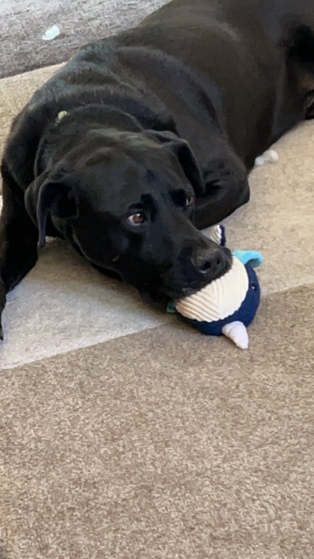 Entry image for Bo. Clicking this image will show a larger photo