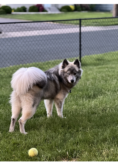 Entry image for Koda. Clicking this image will show a larger photo