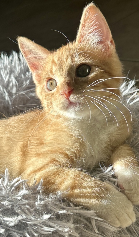 Entry image for Mac ( as in cheese). Clicking this image will show a larger photo