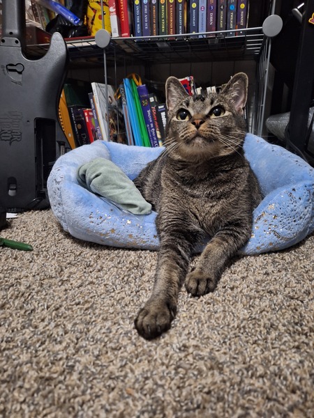 Entry image for Momo. Clicking this image will show a larger photo