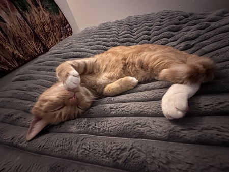 Entry image for Ginger. Clicking this image will show a larger photo