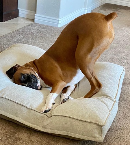 Entry image for Joey. Clicking this image will show a larger photo