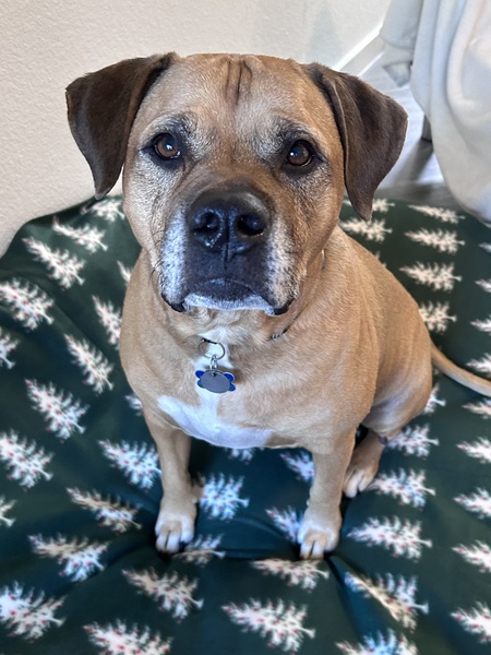 Entry image for Lion Harvey. Clicking this image will show a larger photo