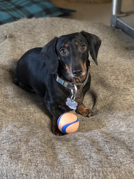 Entry image for Emmett Wyatt. Clicking this image will show a larger photo