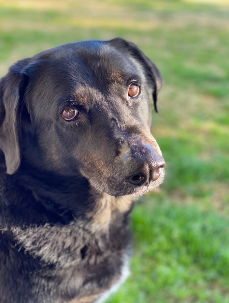 Entry image for Flynn. Clicking this image will show a larger photo