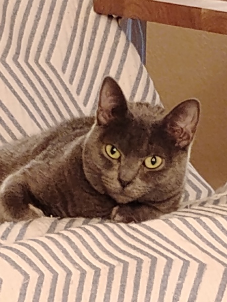 Entry image for Pizza. Clicking this image will show a larger photo