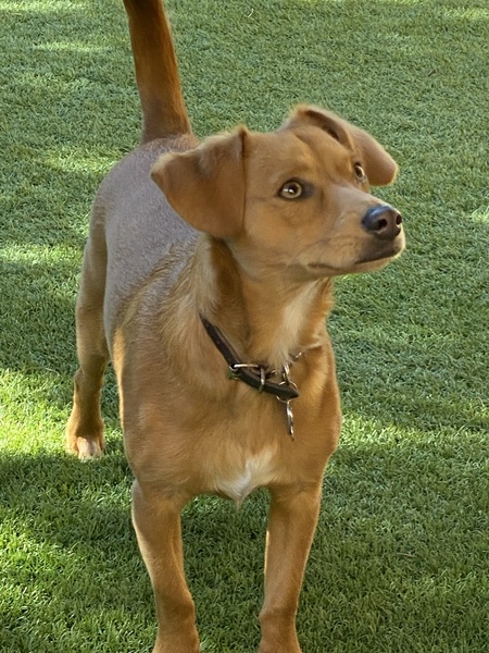 Entry image for Rusty Sparks. Clicking this image will show a larger photo