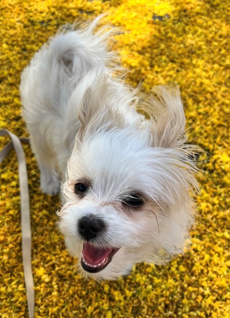 Entry image for Belle. Clicking this image will show a larger photo