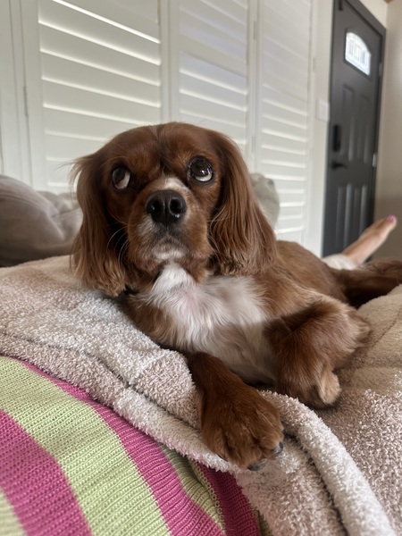 Entry image for Finnegan. Clicking this image will show a larger photo