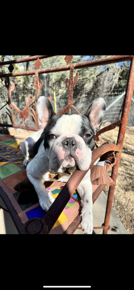 Entry image for Louie. Clicking this image will show a larger photo