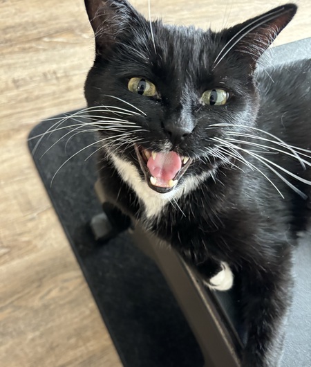 Entry image for Onyx. Clicking this image will show a larger photo