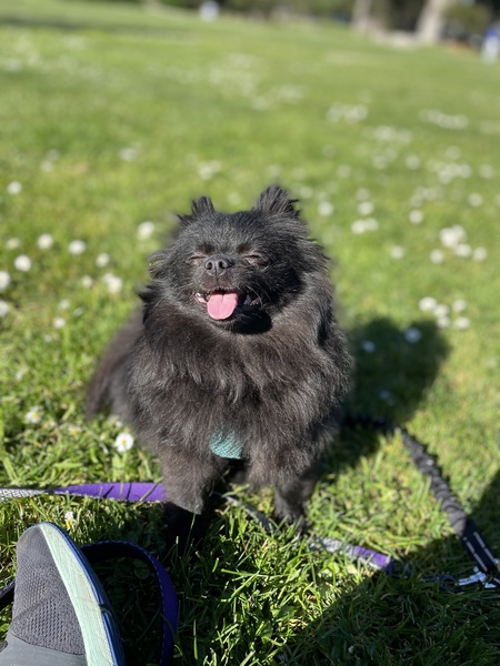 Entry image for Cleo. Clicking this image will show a larger photo