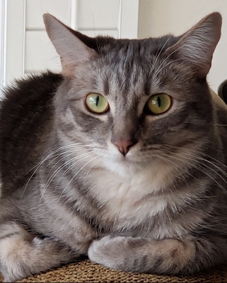 Entry image for Gracie. Clicking this image will show a larger photo