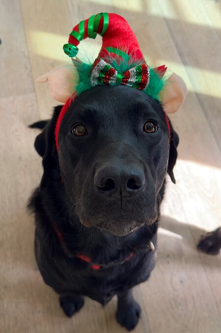 Entry image for Bear. Clicking this image will show a larger photo